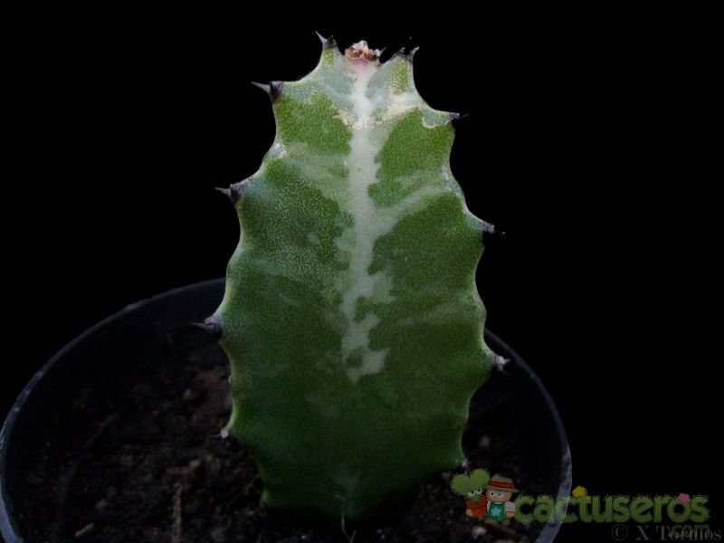 A photo of Euphorbia lactea