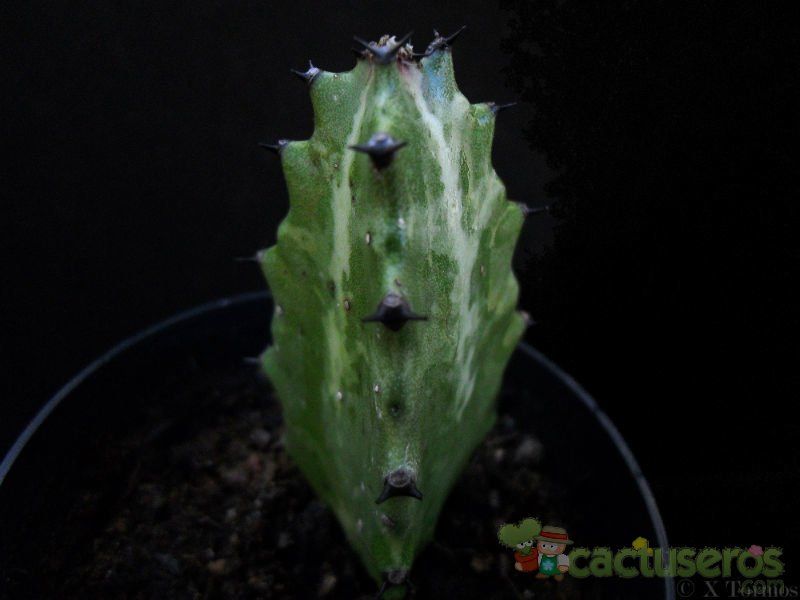 A photo of Euphorbia lactea
