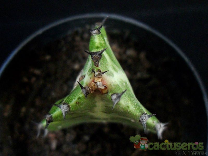 A photo of Euphorbia lactea