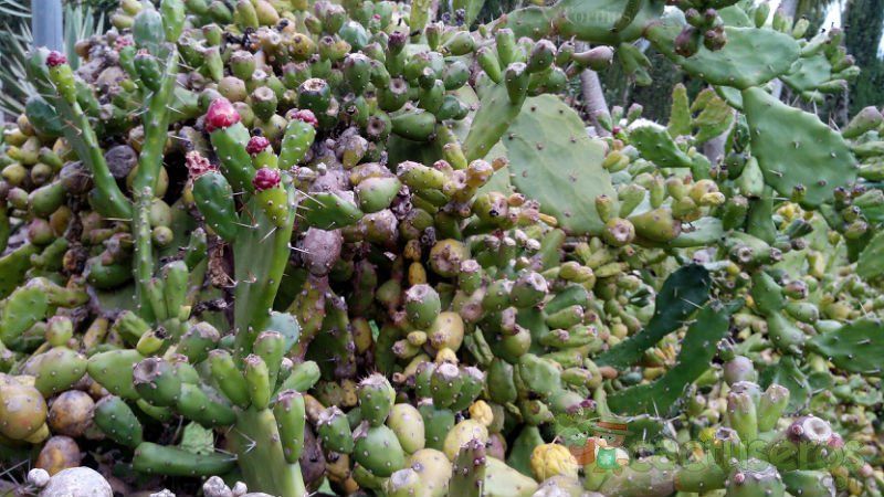 A photo of Opuntia monacantha