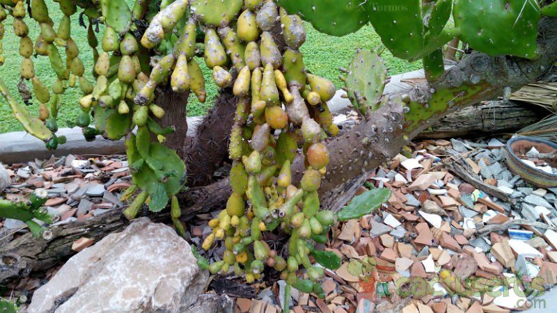 A photo of Opuntia monacantha