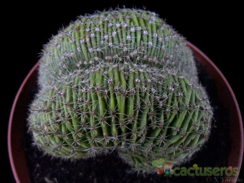 Una foto de Echinopsis pachanoi fma. crestada