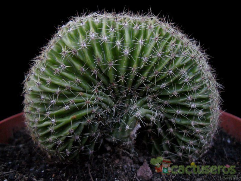 Una foto de Echinopsis pachanoi fma. crestada