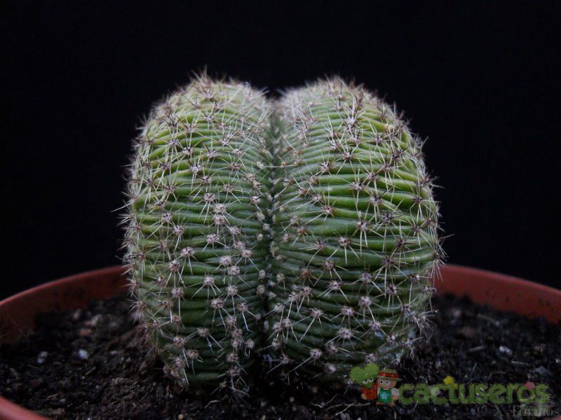 Una foto de Echinopsis pachanoi fma. crestada
