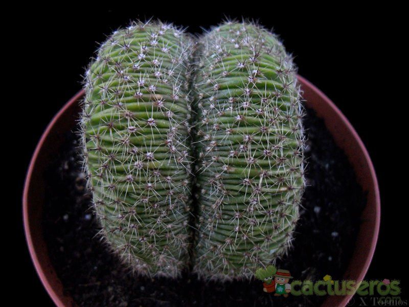 Una foto de Echinopsis pachanoi fma. crestada