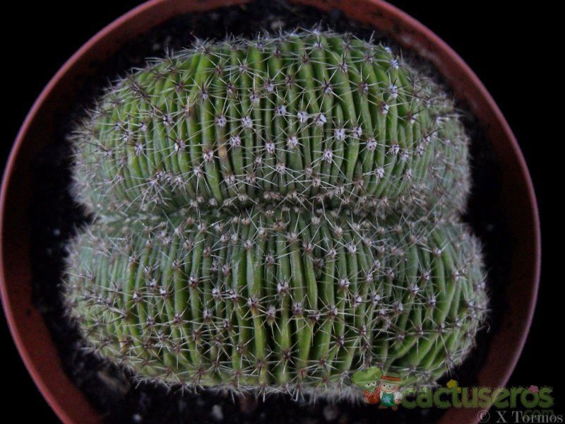 Una foto de Echinopsis pachanoi fma. crestada