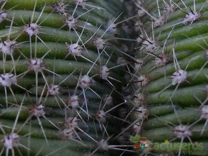 Una foto de Echinopsis pachanoi fma. crestada
