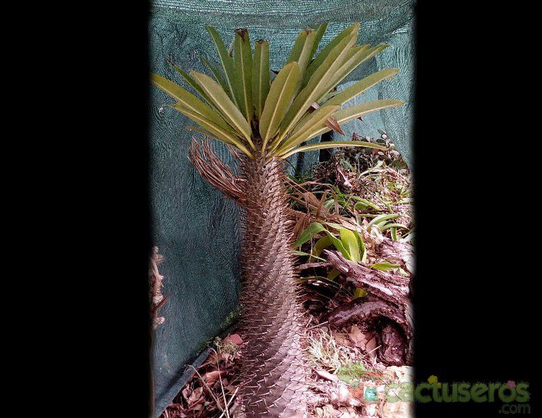 Una foto de Pachypodium lamerei