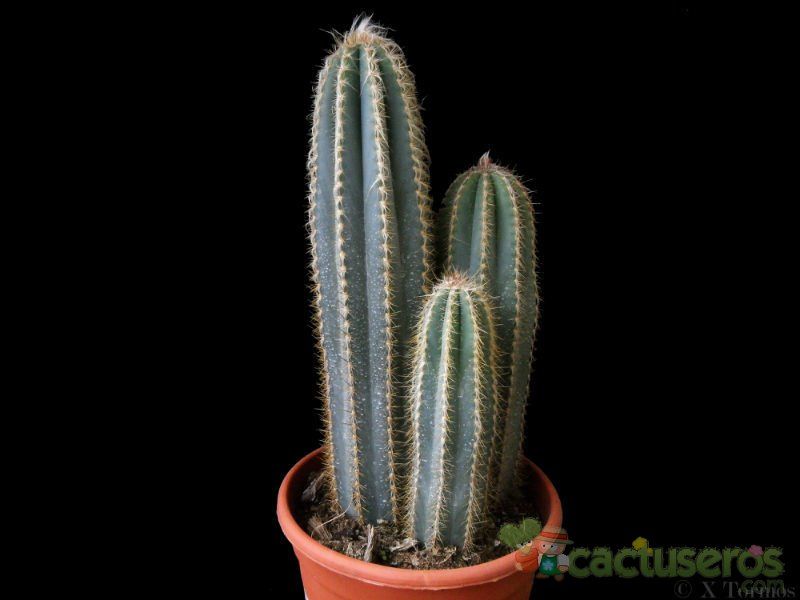 A photo of Pilosocereus pachycladus