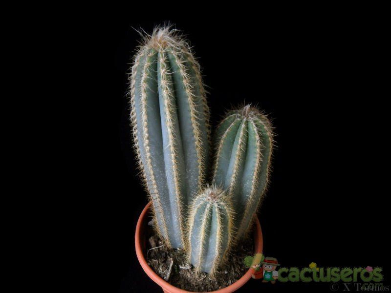 A photo of Pilosocereus pachycladus