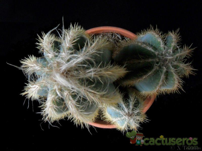 A photo of Pilosocereus pachycladus