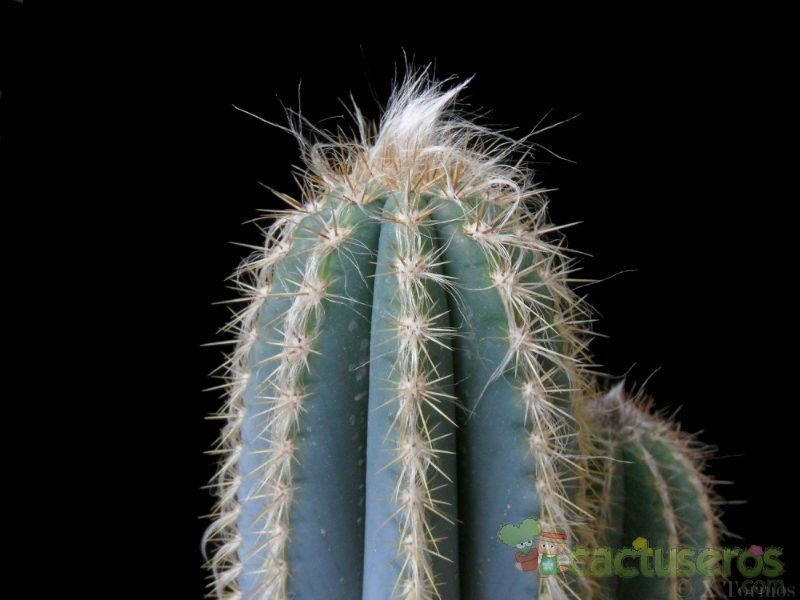 A photo of Pilosocereus pachycladus