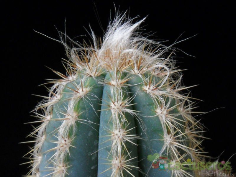 A photo of Pilosocereus pachycladus