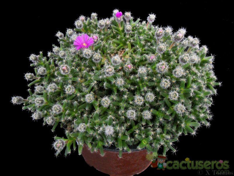 Una foto de Trichodiadema densum