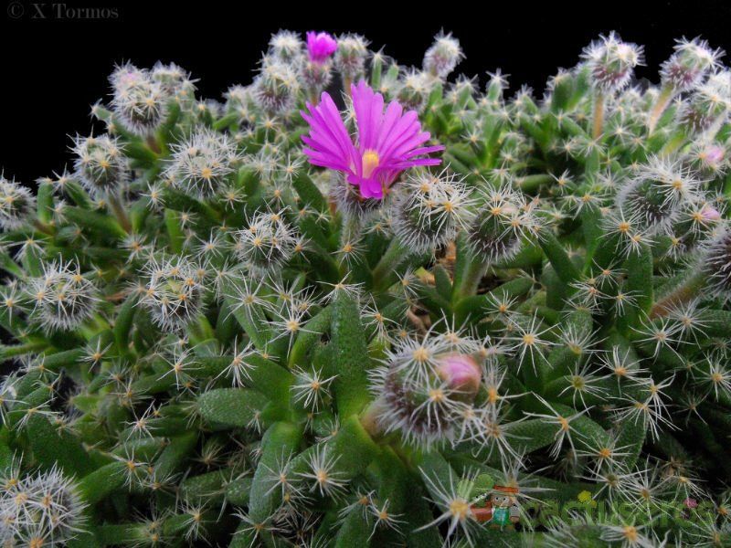 Una foto de Trichodiadema densum