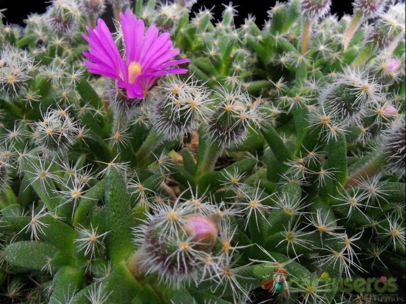 Una foto de Trichodiadema densum