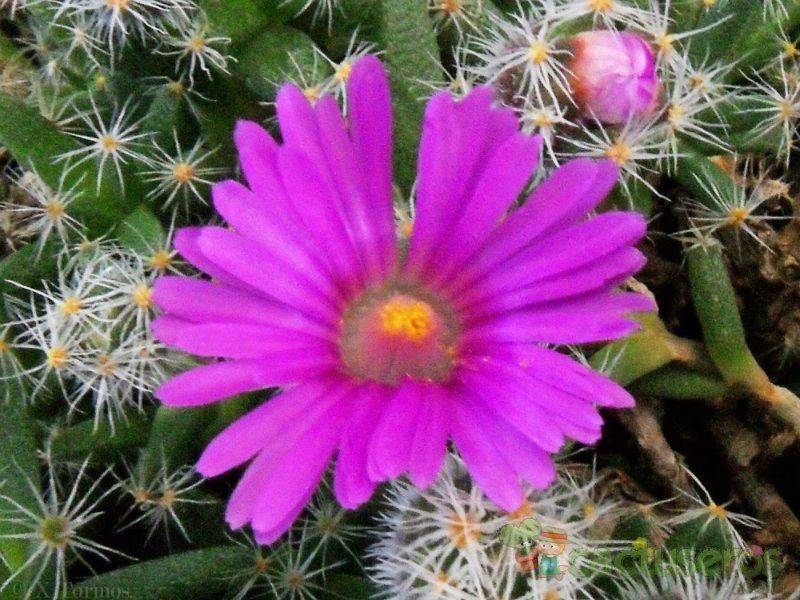 Una foto de Trichodiadema densum