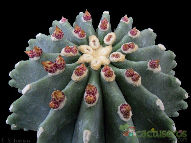 Una foto de Ferocactus glaucescens fma. inermis