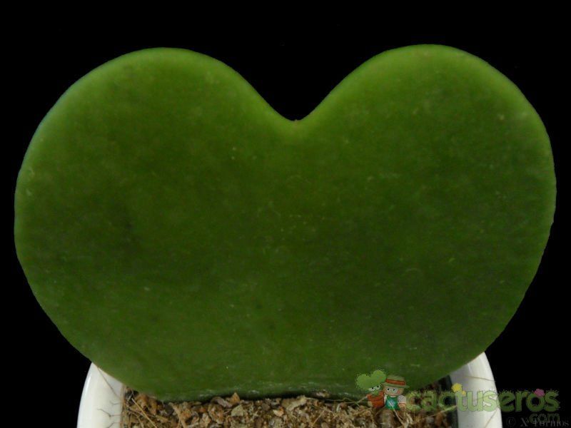 Una foto de Hoya kerrii