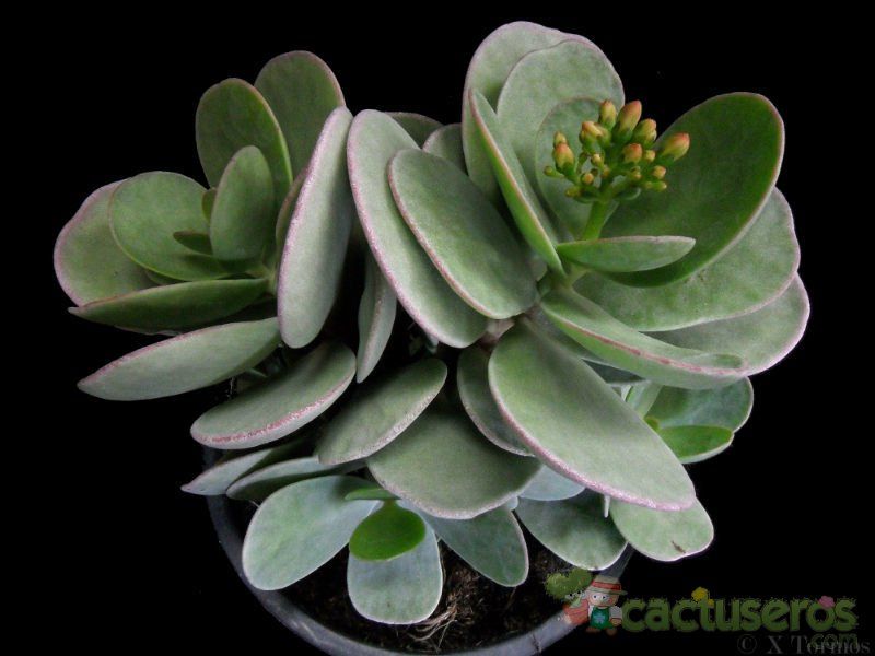 Una foto de Kalanchoe scapigera