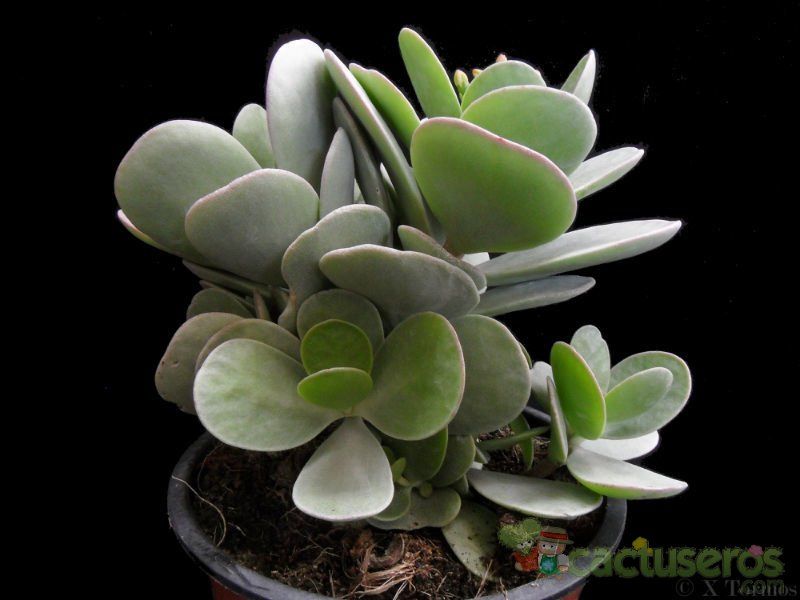 Una foto de Kalanchoe scapigera