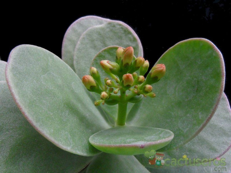 Una foto de Kalanchoe scapigera