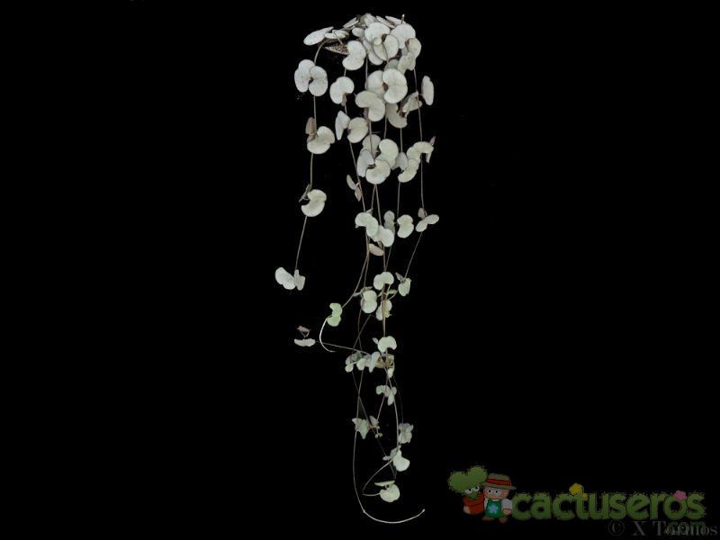 A photo of Ceropegia woodii