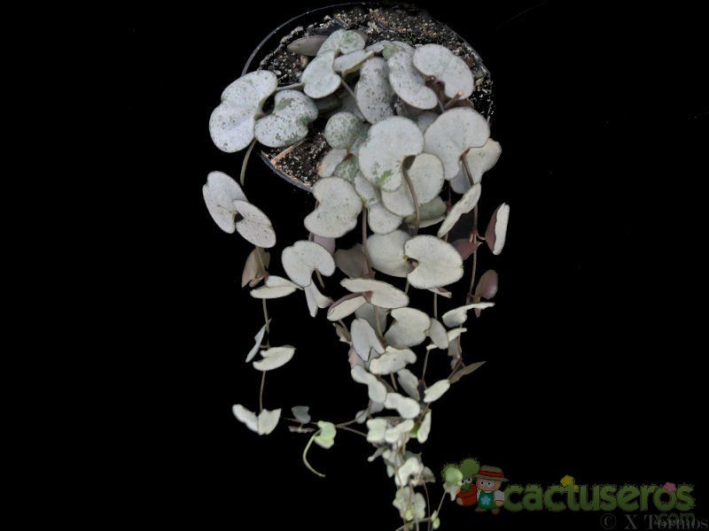 A photo of Ceropegia woodii