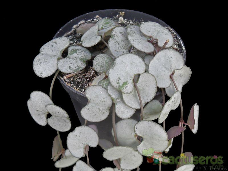 A photo of Ceropegia woodii
