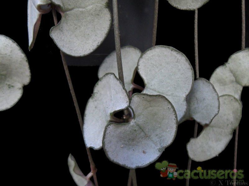 A photo of Ceropegia woodii
