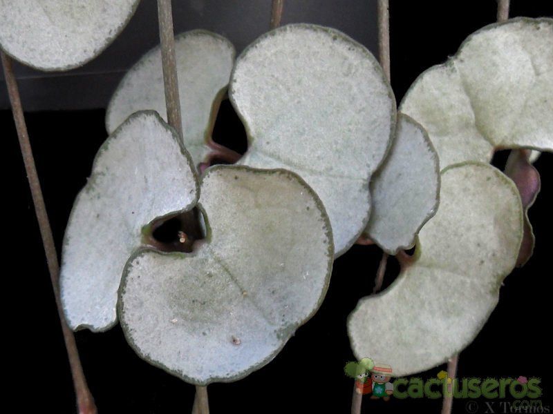 A photo of Ceropegia woodii