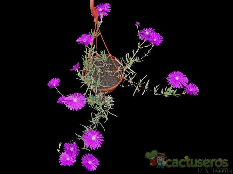 Una foto de Lampranthus multiradiatus