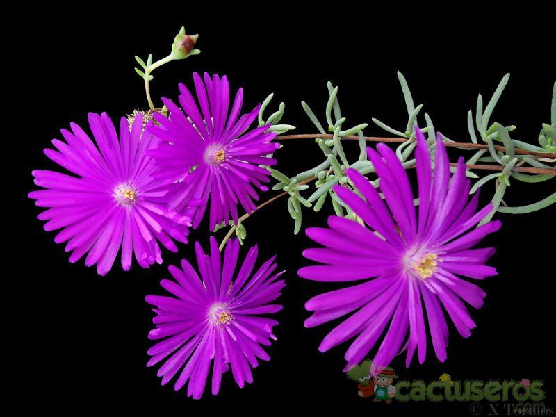 Una foto de Lampranthus multiradiatus