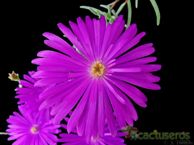 Una foto de Lampranthus multiradiatus