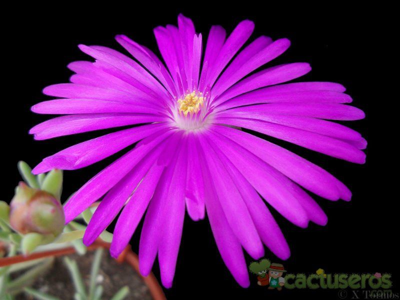 Una foto de Lampranthus multiradiatus