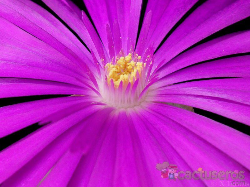 Una foto de Lampranthus multiradiatus