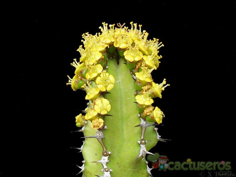 Una foto de Euphorbia restricta  