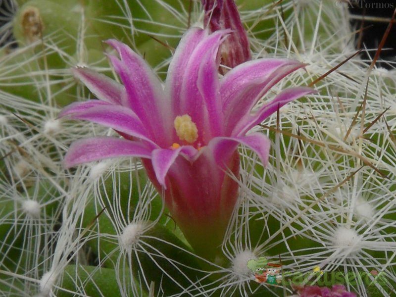 Una foto de Mammillaria kraehenbuehlii