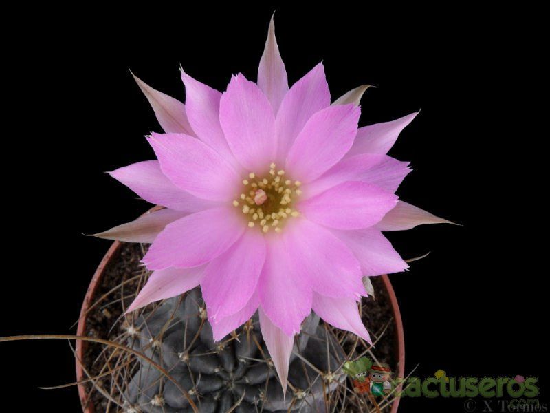 Una foto de Echinopsis backebergii