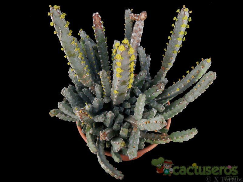 Una foto de Euphorbia debilispina