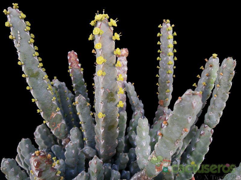 A photo of Euphorbia debilispina