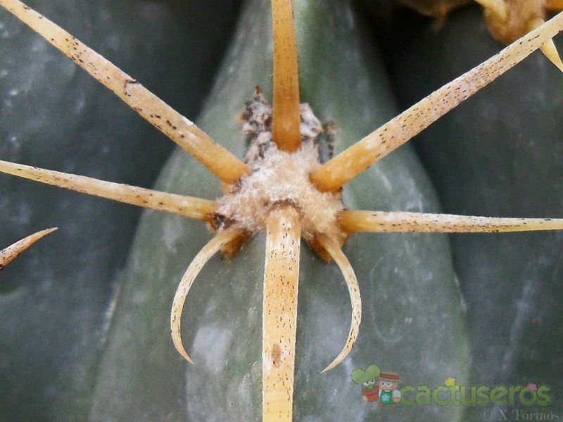 Una foto de Ferocactus macrodiscus