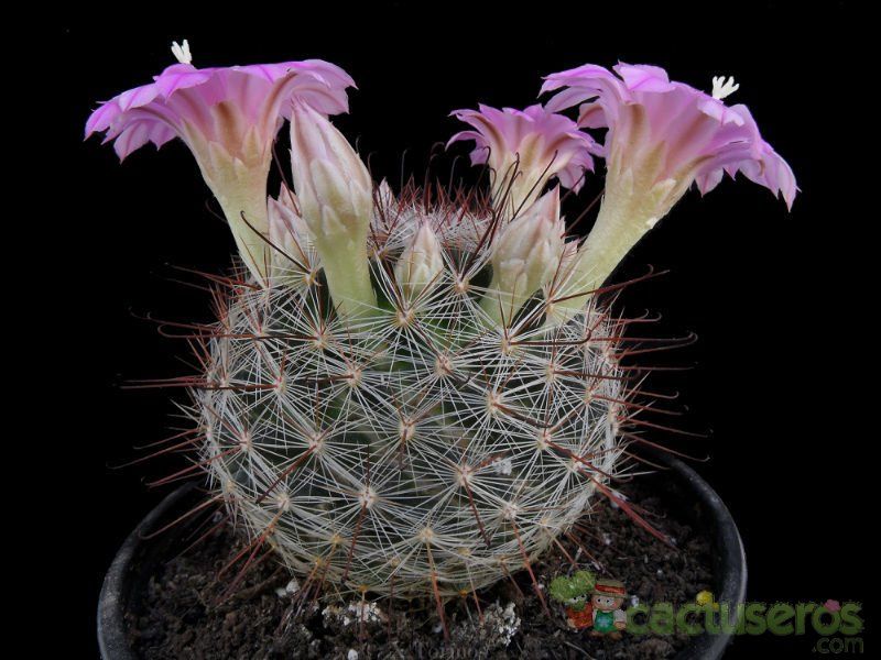 Una foto de Mammillaria longiflora
