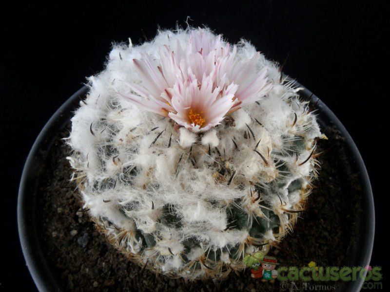 A photo of Turbinicarpus saueri ssp. ysabelae