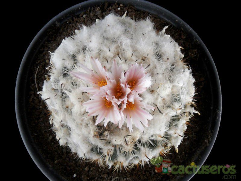A photo of Turbinicarpus saueri ssp. ysabelae