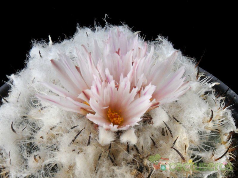 A photo of Turbinicarpus saueri ssp. ysabelae