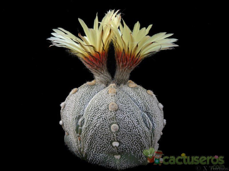 Una foto de Astrophytum hybrid MY-AS