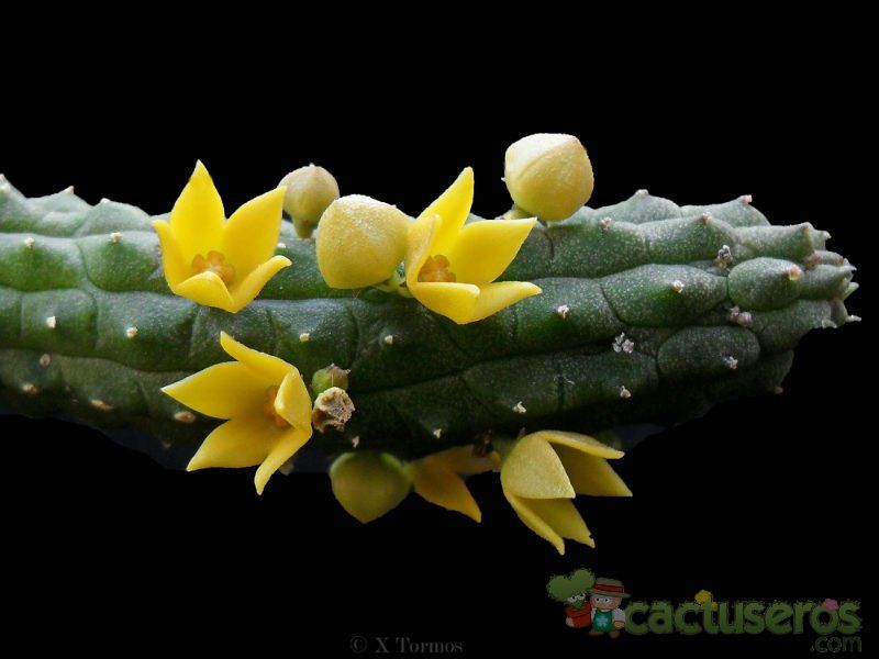Una foto de Echidnopsis cereiformis