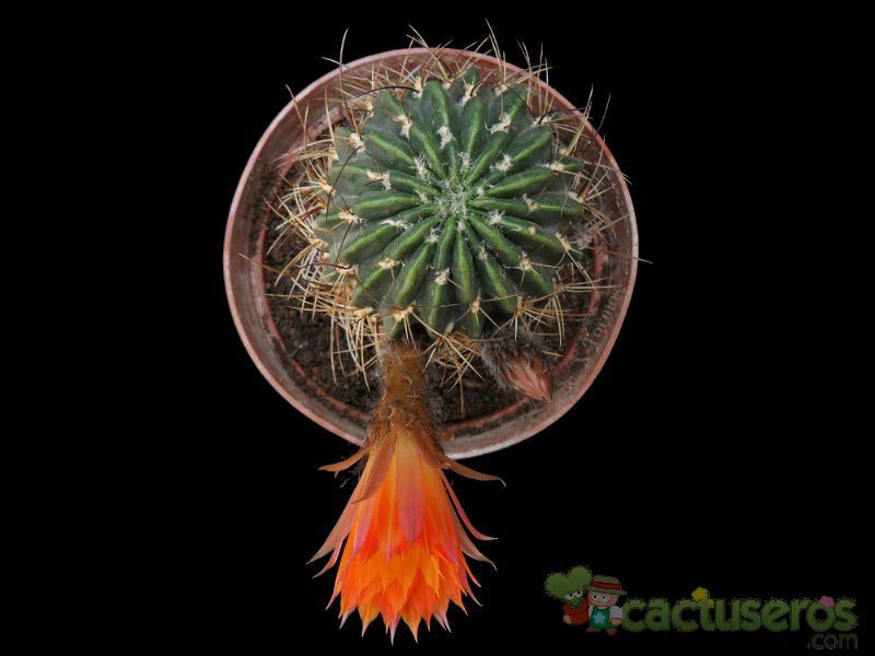A photo of Echinopsis pampana