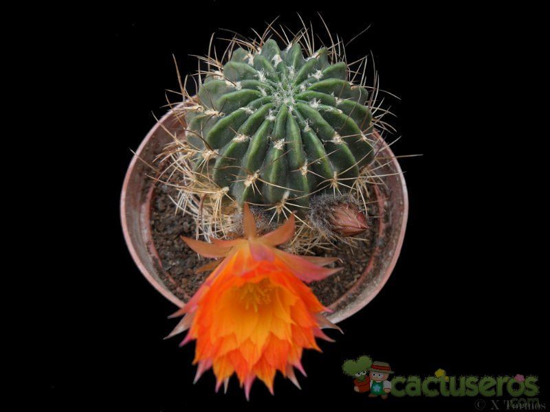 A photo of Echinopsis pampana